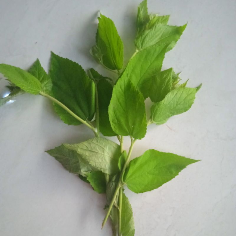 

Daun ceri segar / kersen / talok untuk herbal (10gr)