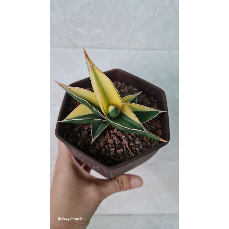 Sansevieria Robuscula Varigata( Robusta x Pinguicula )