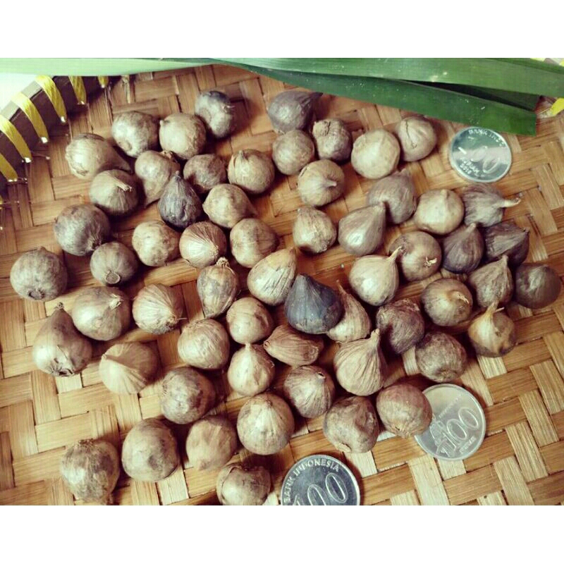 

Bawang Hitam Black Garlic Mini 250gr Vitamin