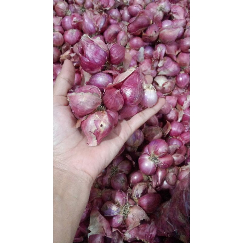 

Bawang merah
