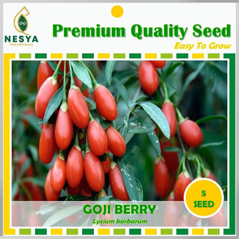Benih GojiBerry Goji Berry Biji Buah GojiBerry 5 biji Unggul Berkualitas