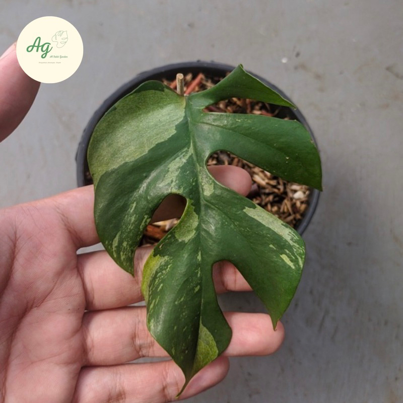 rhaphidophora tetrasperma varigata 1daun