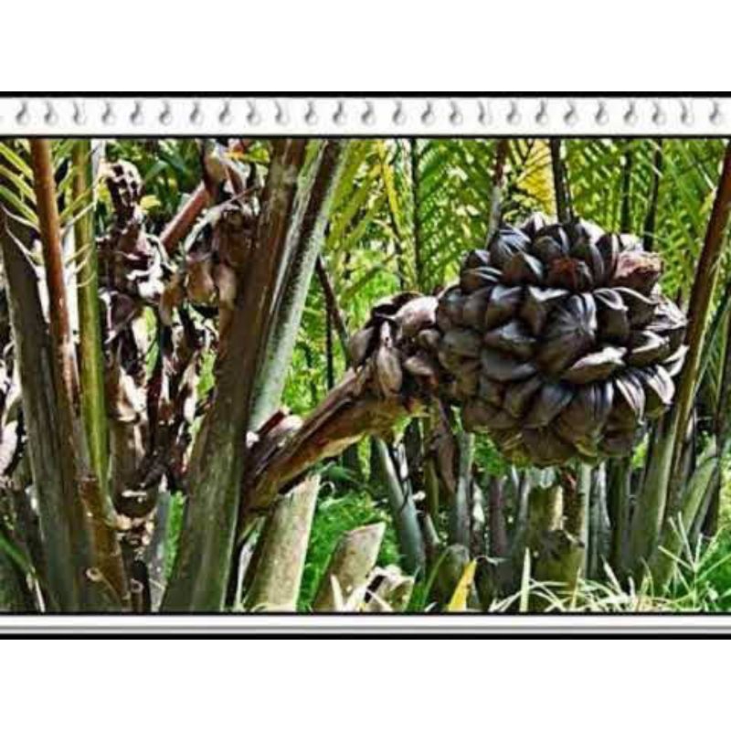 

Buah Nipah Buah Dahon Rumbia Segar Langsung Petik/1,Tandan 8_10kg
