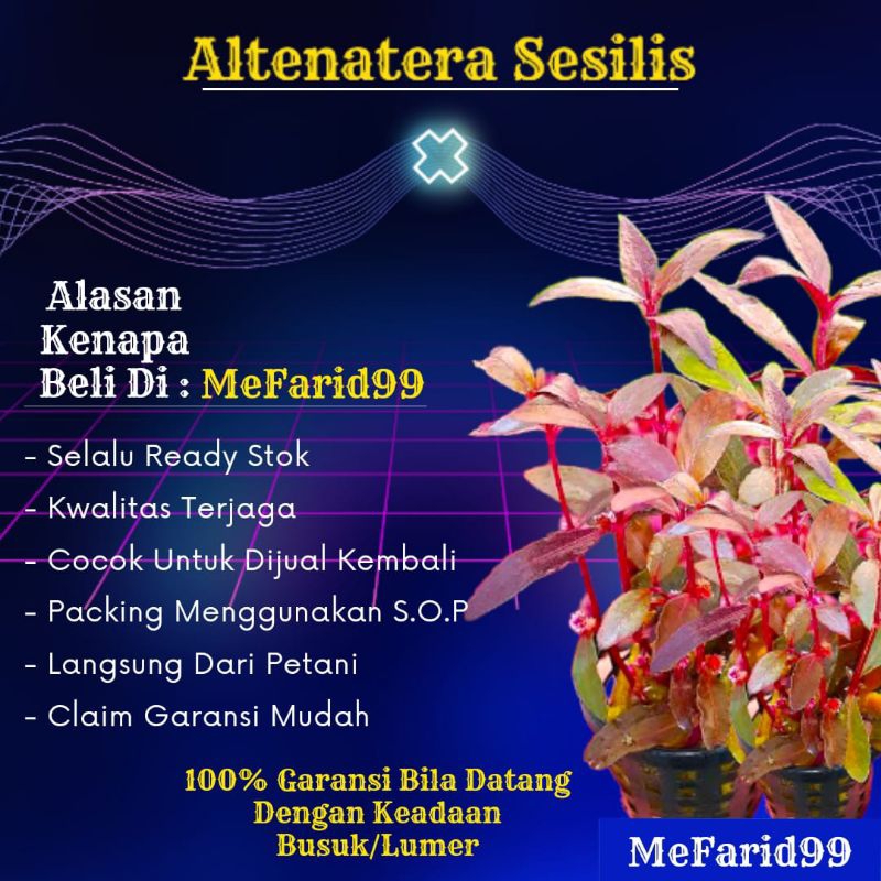 Altenatera Sessilis Tanaman Aquascape Tanpa Co2 (Tanaman Aquascape)