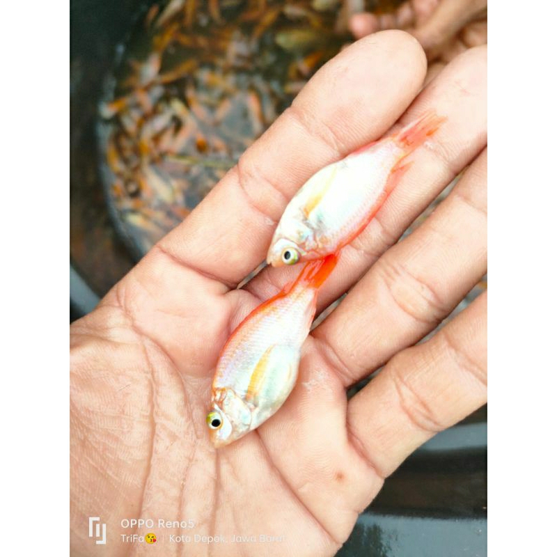 

bibit ikan nila merah paket 50 ekor uk 3-4-5