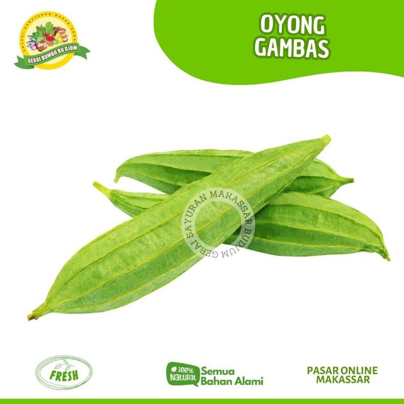 

Sayur Sayuran GAMBAS OYONG PER BIJI FRESH Segar Murah Sayuran Online Makassar