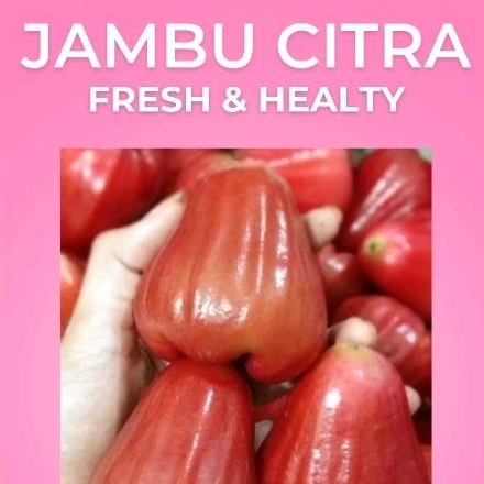 

Jambu citra Jambu Thailand Manis Besar Non biji || Stobeli Maniss