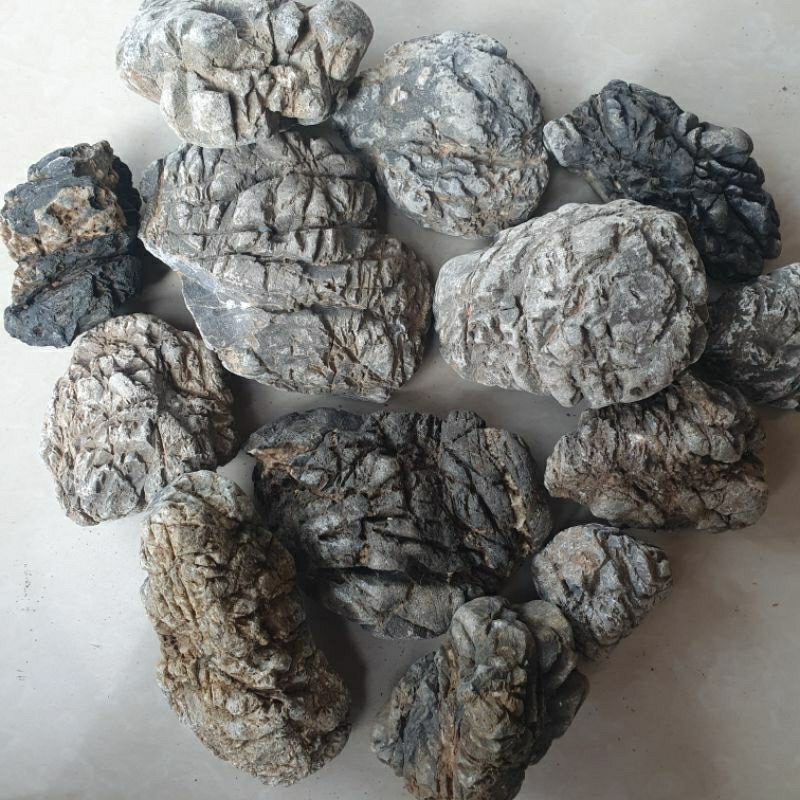 batu turly aquarium aquascape dan paludarium