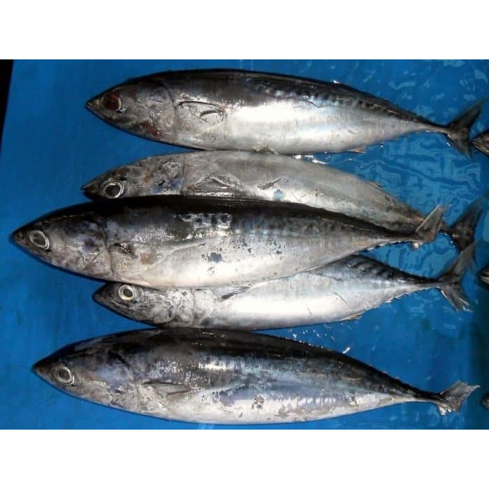 

ikan tongkol sisik segar/ fresh seafood 500gram-1000gram