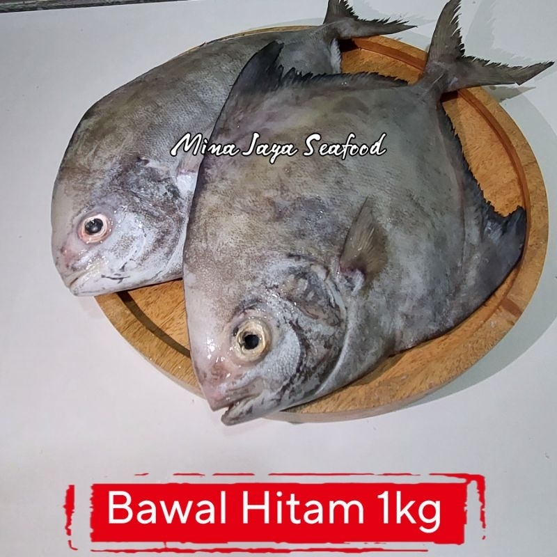 

Ikan Bawal Hitam / Bawal Laut 1KG / FREE SUDAH DI BERSIHKAN