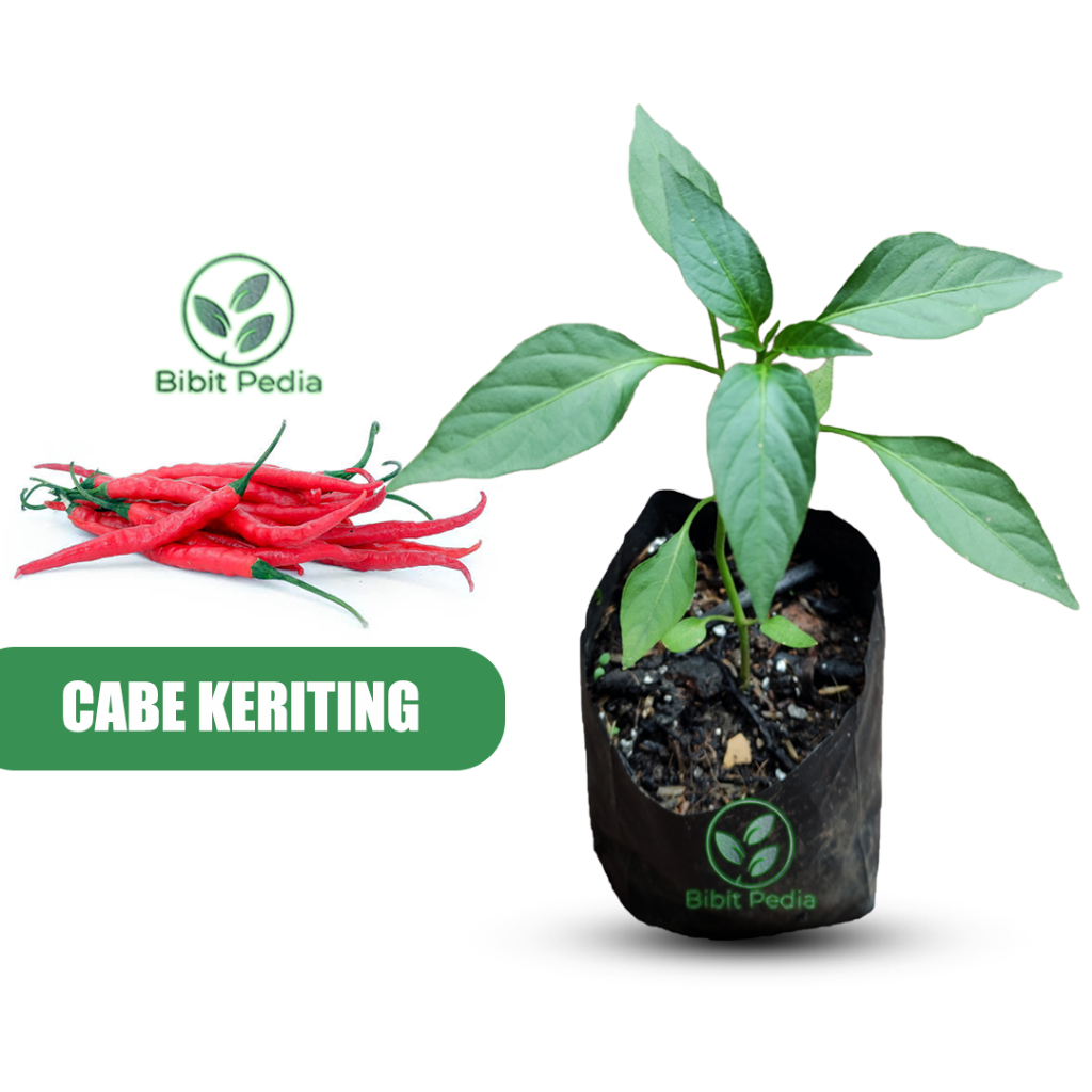 Tanaman Cabe Merah Keriting Bibit Cabai Keriting Unggul