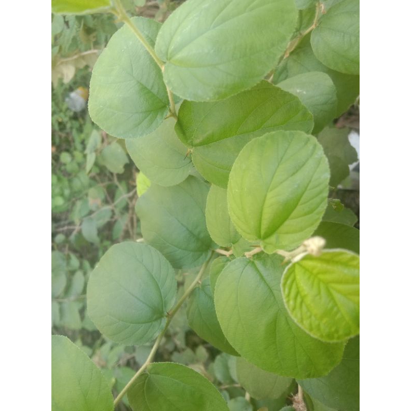 

Daun Bidara, segar