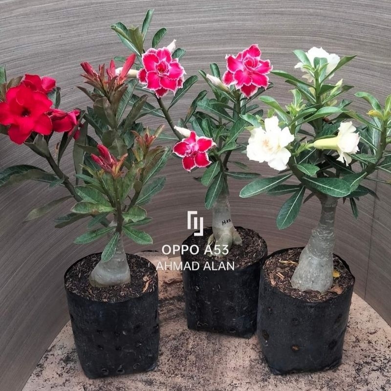 ADENIUM BUNGA TUMPUK 3 pohon