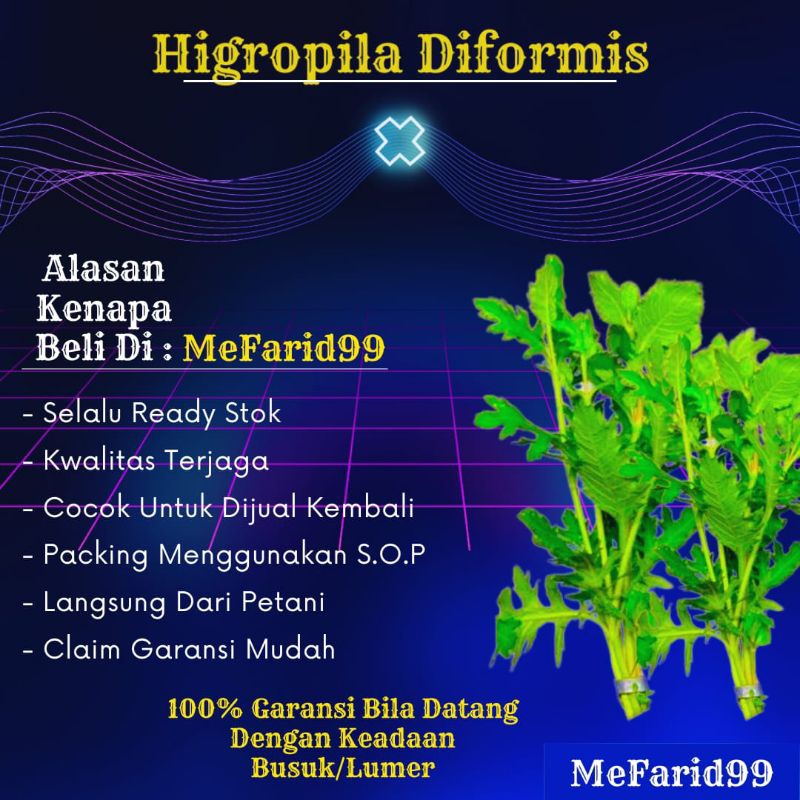 Higropila Diformis Tanaman Aquascape Tanpa Co2 (Tanaman Aquascape)