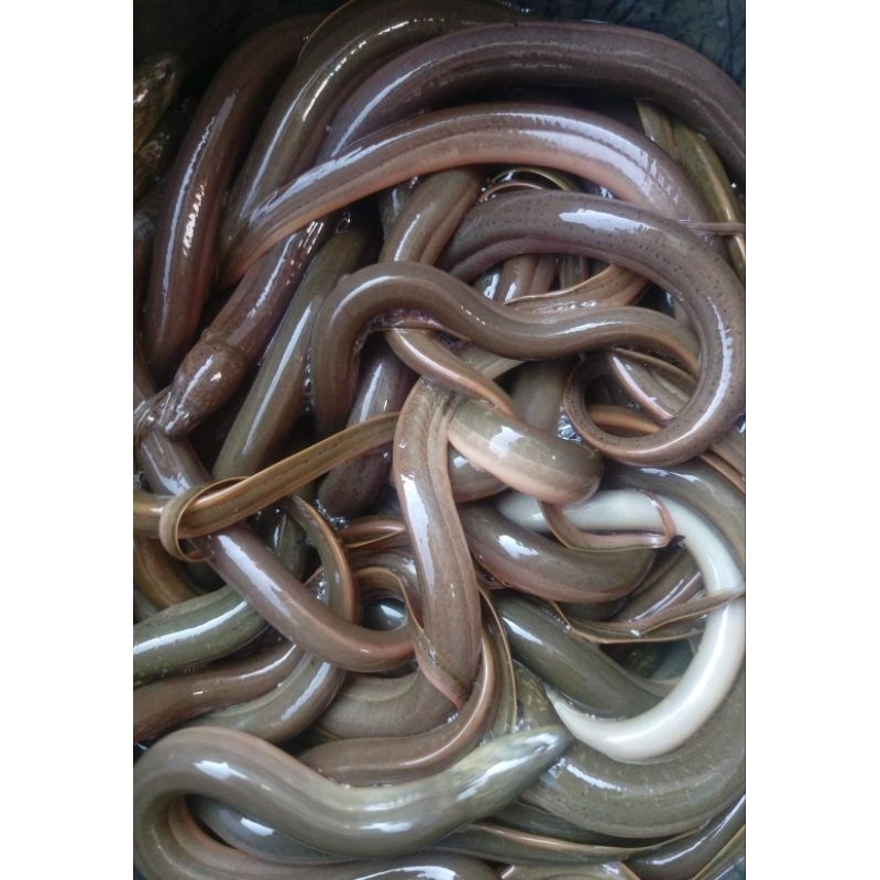 

BELUT 1Kg ( READY PAGI)