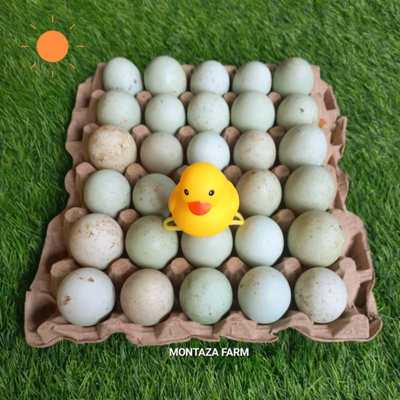 

Telur Bebek Manik Merah Telor Mentah Fresh Montaza Farm Bandung