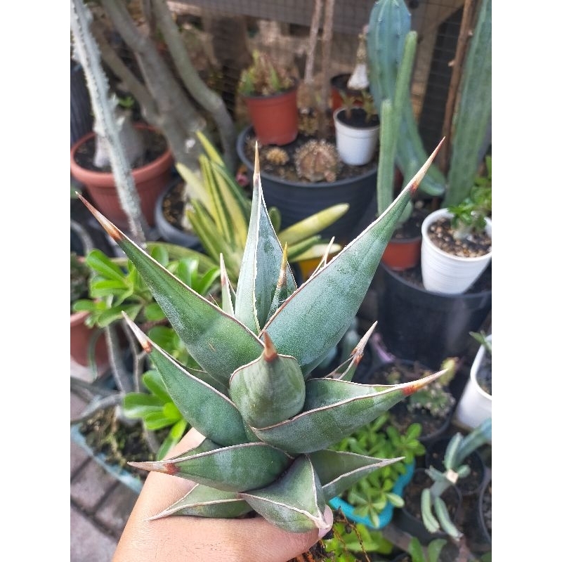 Sansevieria Pinguicula Dagger