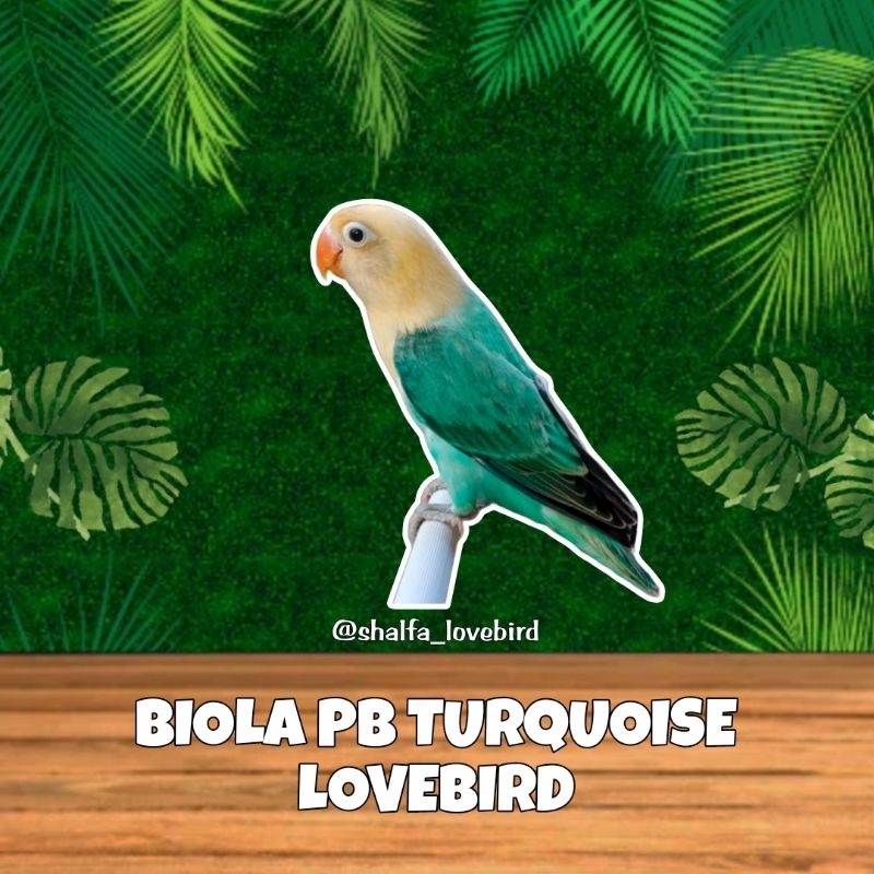 LOVEBIRD BIOLA PB TURQUOISE JANTAN/BETINA PAUD DAN DEWASA