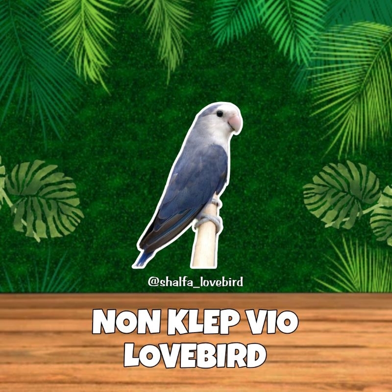 LOVEBIRD NK VIO JANTAN/BETINA PAUD DAN DEWASA