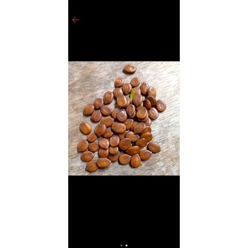 benih lamtoro 100biji