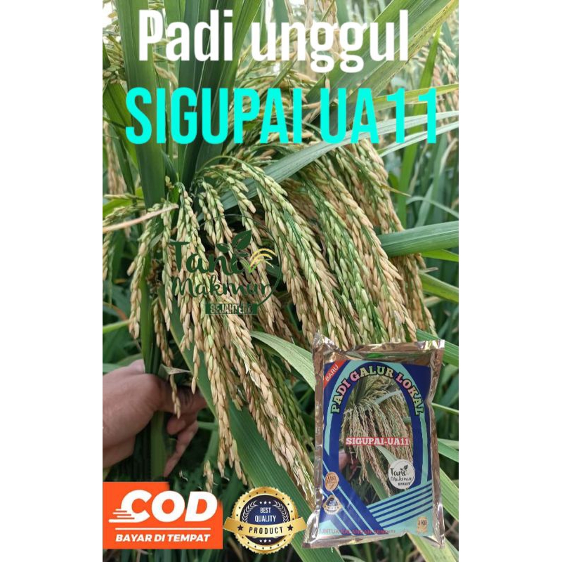 BENIH PADI UNGGUL SIGUPAI UA 11 PREMIUM 1KG
