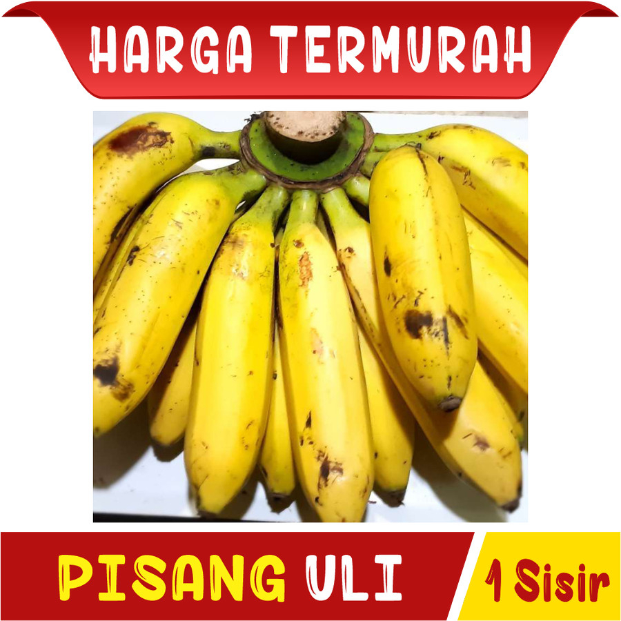 

Pisang Uli Manis Untuk Gorengan