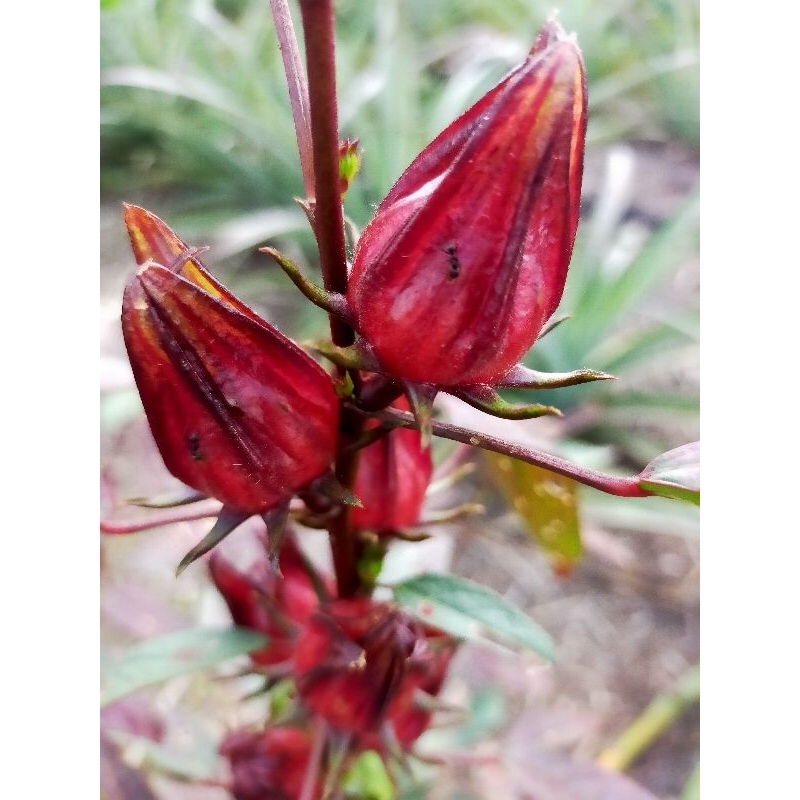 Buah Bunga Rosella Segar