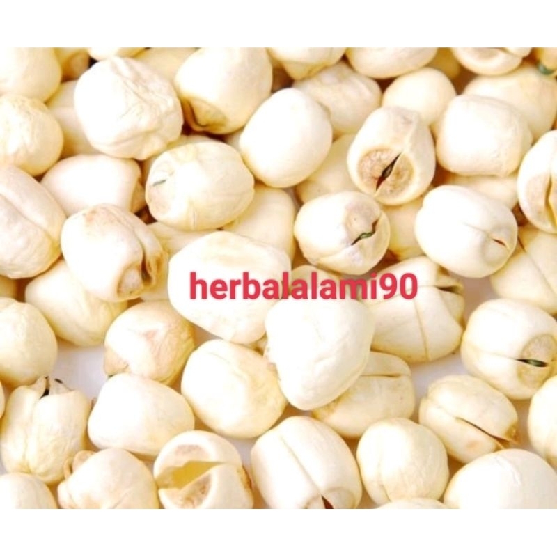 

biji teratai lotus seed lienci lian zi import 1kg