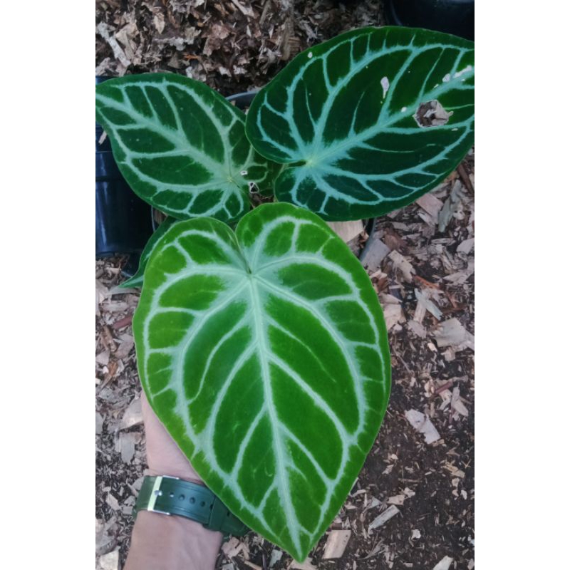 anthurium silver tiger