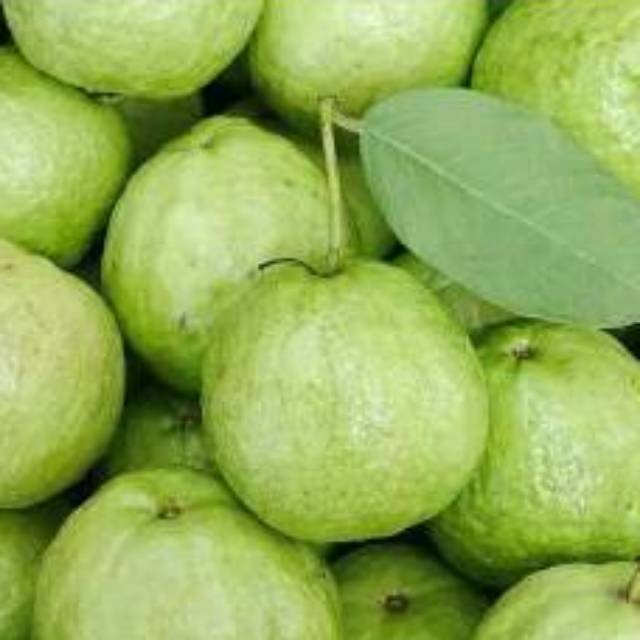

QUEEN BUAH - BUAH JAMBU BIJi KRISTAL MURAH 1kg