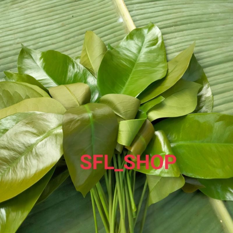 

DAUN MELINJO MUDA