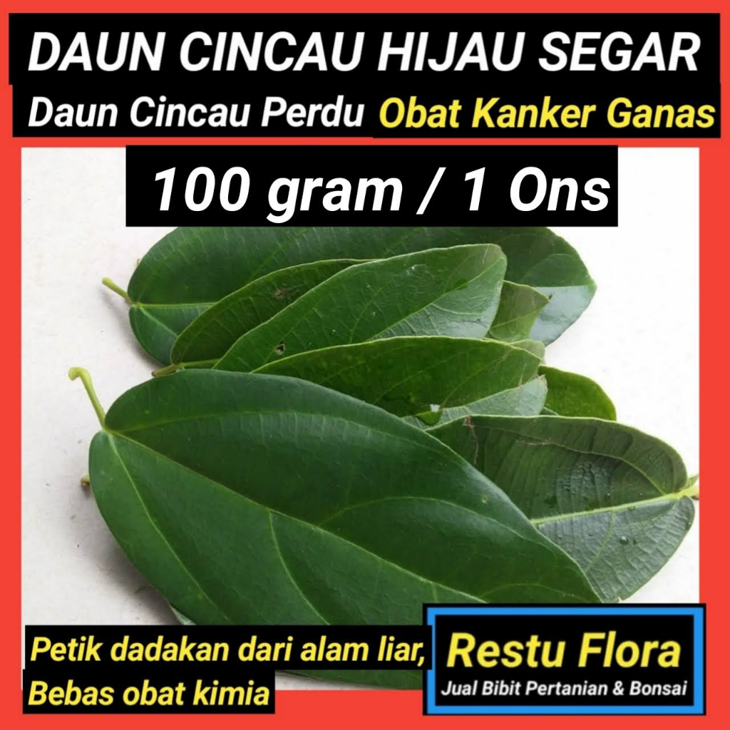 

DAUN CINCAU HIJAU SEGAR DADAKAN 100 gram, (1. ons) perdu