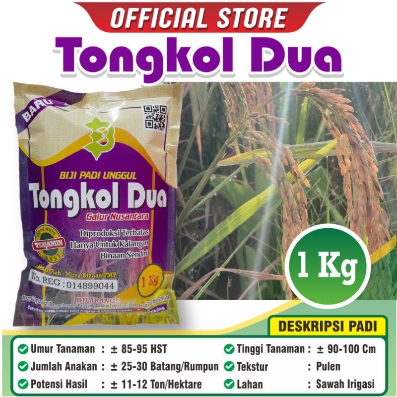 Padi Unggul Tongkol 2 / Biji Padi Unggul Tongkol 2 Original