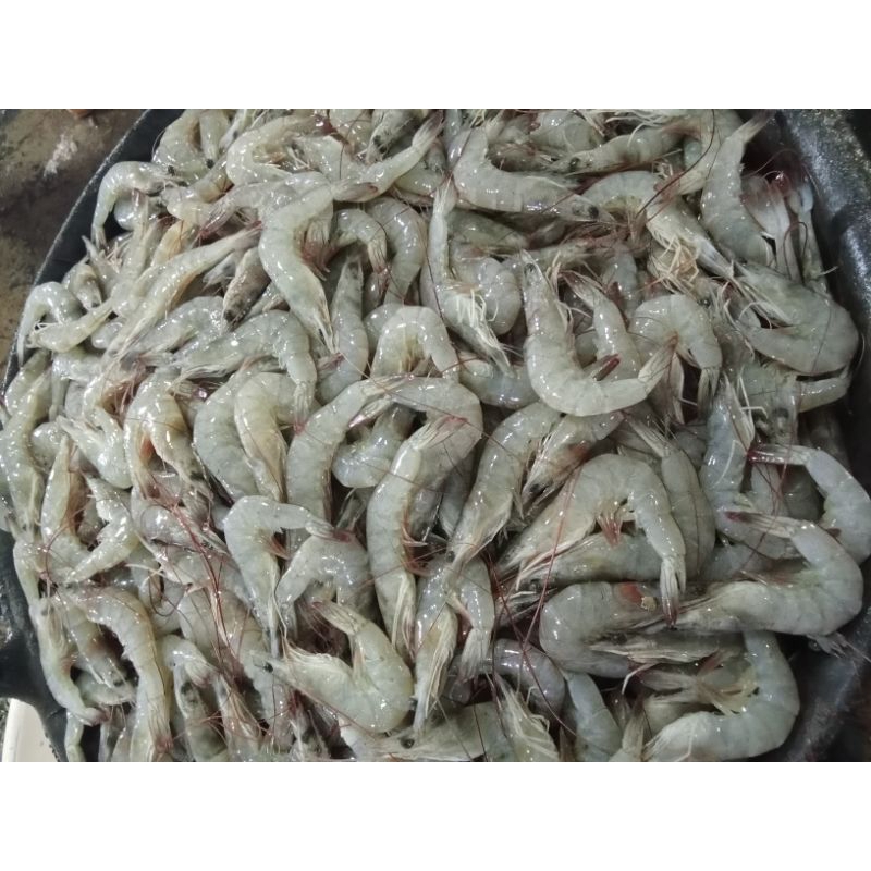 

ikanlautsegar-Udang Segar Fresh dari laut kiloan ukuran kecil,medium,besar