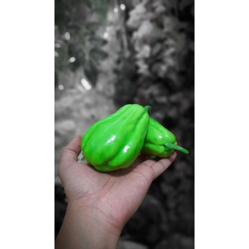 Buah Sayur Labu Siam Hijau Hias Artificial