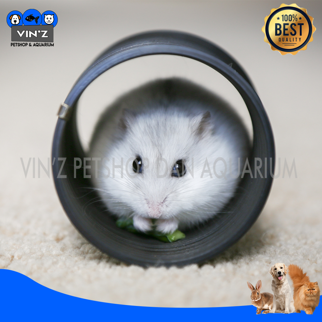 Hamster Winter White Winter Argente Binatang Lucu Hewan Peliharaan