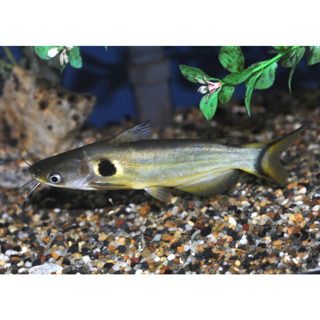 Replika Ompok Catfish / Hiasan Aquarium Ompok Catfish