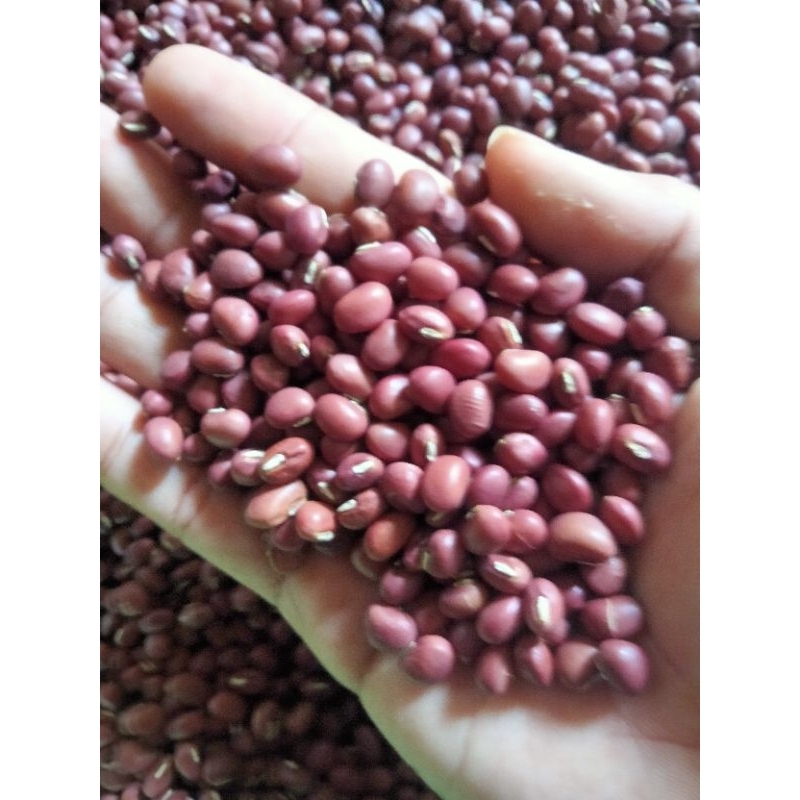 Sunnydayshop_ Benih Biji Kacang Tolo/Kacang Tunggak (1 Kg)