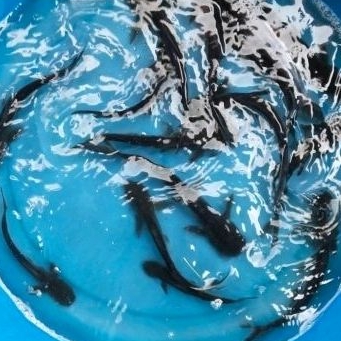 Bibit ikan patin hitam ukuran 13-15 cm murah berkualitas