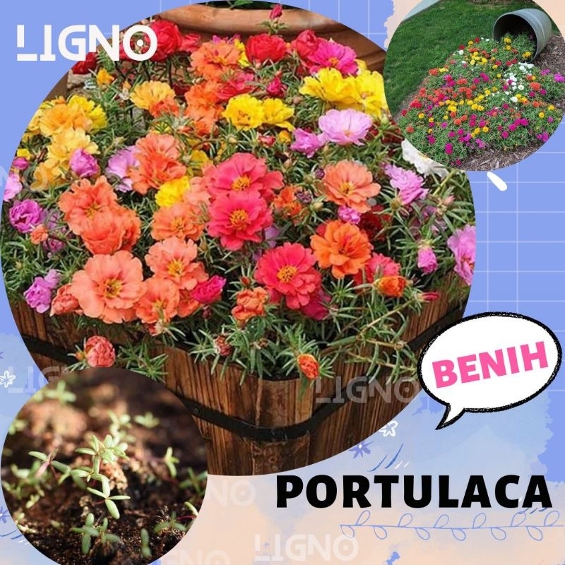 Benih PORTULACA (isi-7) Biji Bunga Krokot Moss Rose