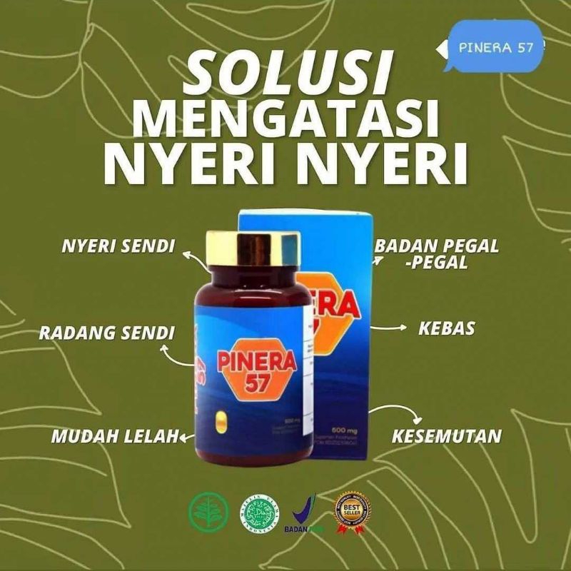Red pine original korea100% pinus merah(Pinera57)