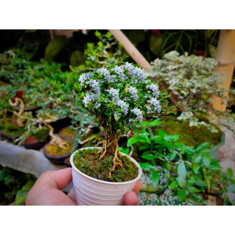 Bonsai Shito - Bonsai Mame - Bonsai Seribu bintang Super Micro Siap Pajang REALPICT KARAKTER EXPOSED