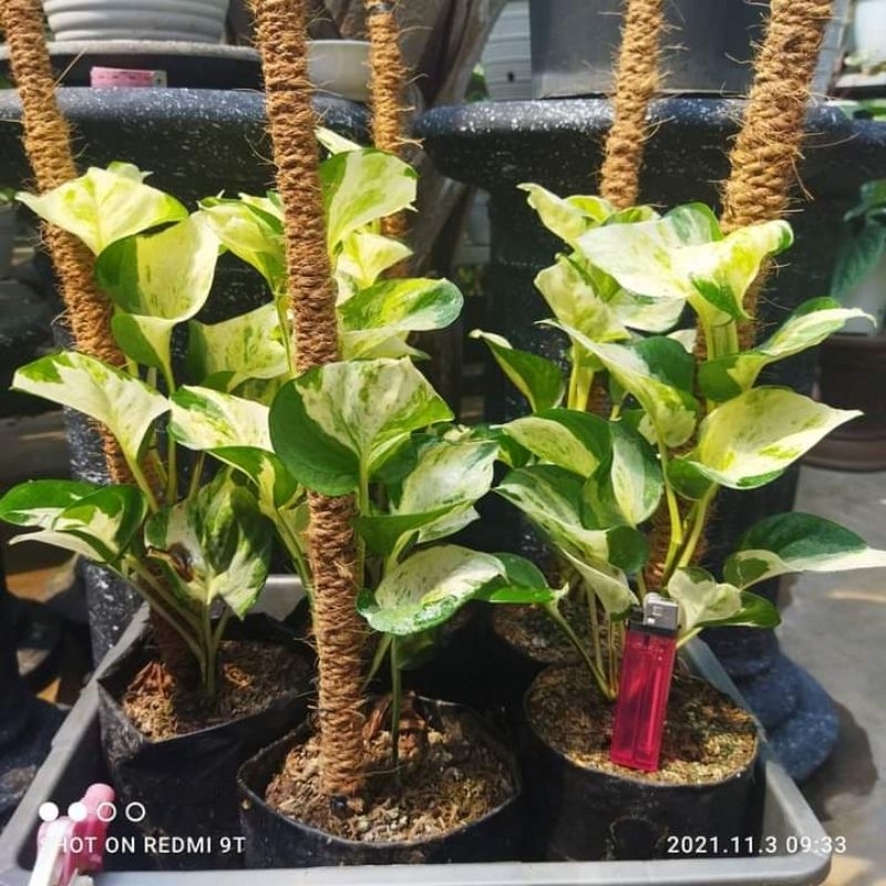 sirih gading lemon, golden, Njoy, varigata,hijau dan manjula( 20-25 cm) beli 5 bonus 1