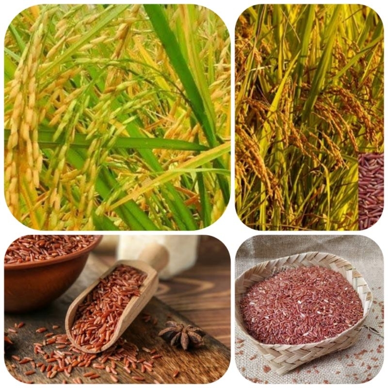 Benih padi beras merah lokal super unggul 500 gram
