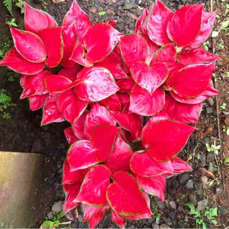 Aglonema Red Anjamani Roset Merah Merona - tanaman hias hidup - bunga hidup - bunga aglonema - aglaonema merah - aglonema merah - aglonema murah - aglaonema murah