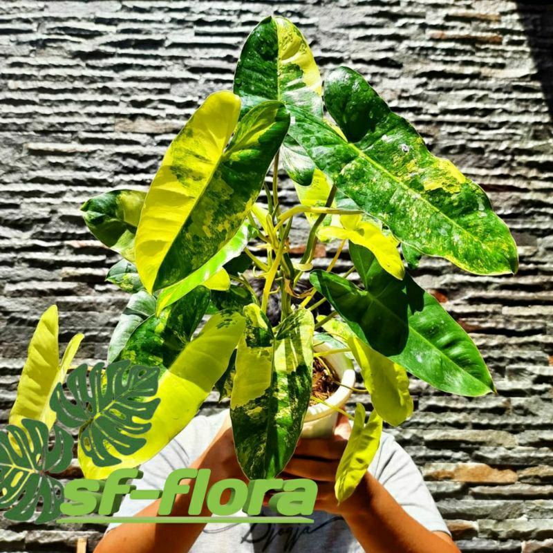 Philodendron Burlemarx Varigata-Philodendron Brekele Varigata / original
