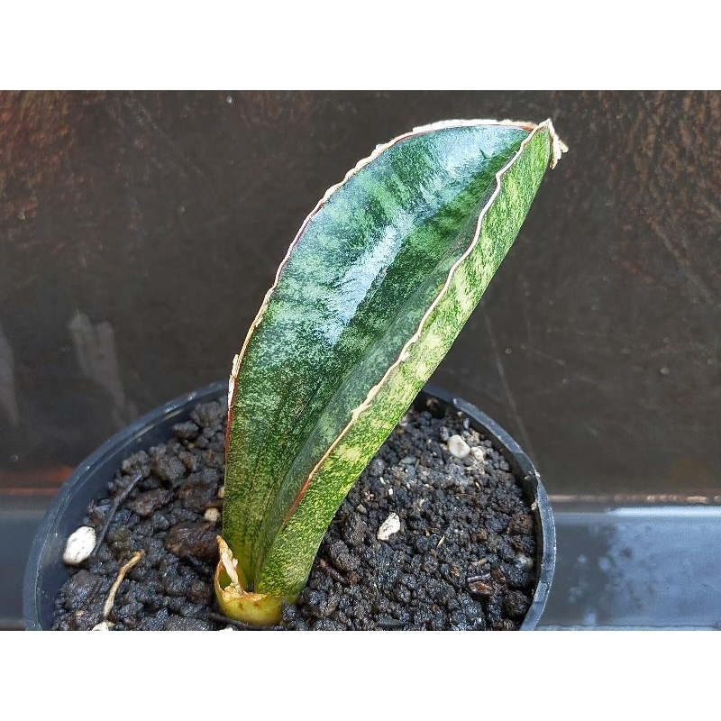SANSEVIERIA SINUS ZIMBABWE/TANAMAN PENYERAP UDARA KOTOR/TANAMAN OUTDOOR/TANAMAN INDOOR/HIASAN RUANGA