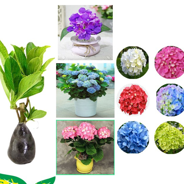 TANAMAN BUNGA HORTENSIA HOLLAND