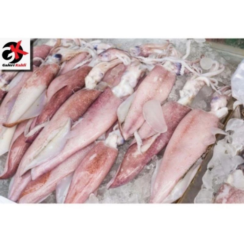 

CUMI - CUMI BESAR FRESH Berkualitas GRADE A - 1KG Isi 4-9 / ANEKA SEAFOOD SEGAR / CUMI-CUMI BESAR SUPER / ANEKA IKAN KAUT SEGAR