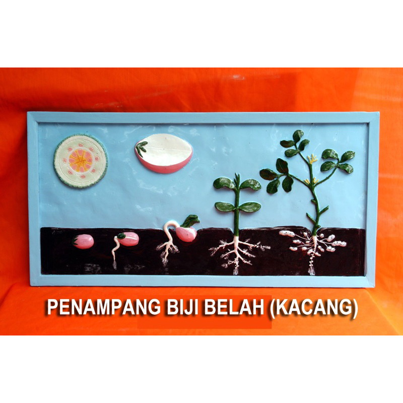 

Penampang biji belah kacang alat peraga pendidikan